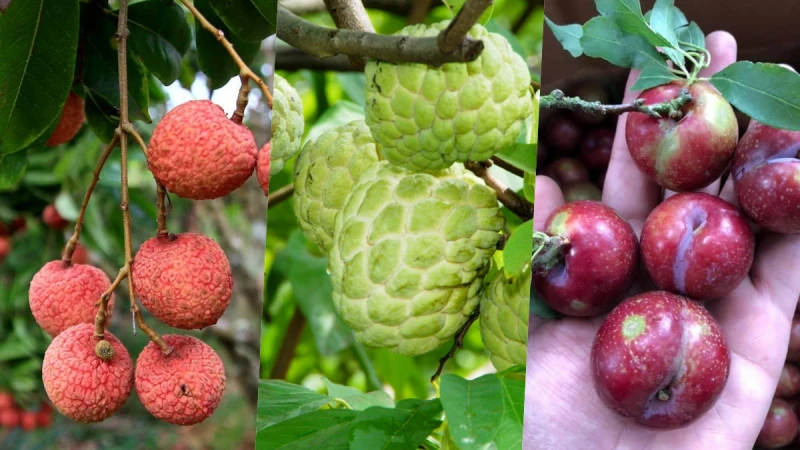Những lưu ý cực quan trọng khi ăn 7 loại trái cây đặc sản của mùa hè